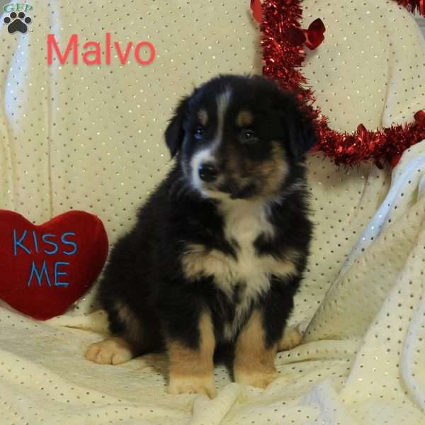 Malvo, Australian Shepherd Puppy