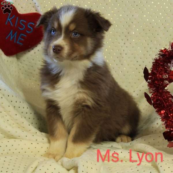 Ms. Lyon, Australian Shepherd Puppy