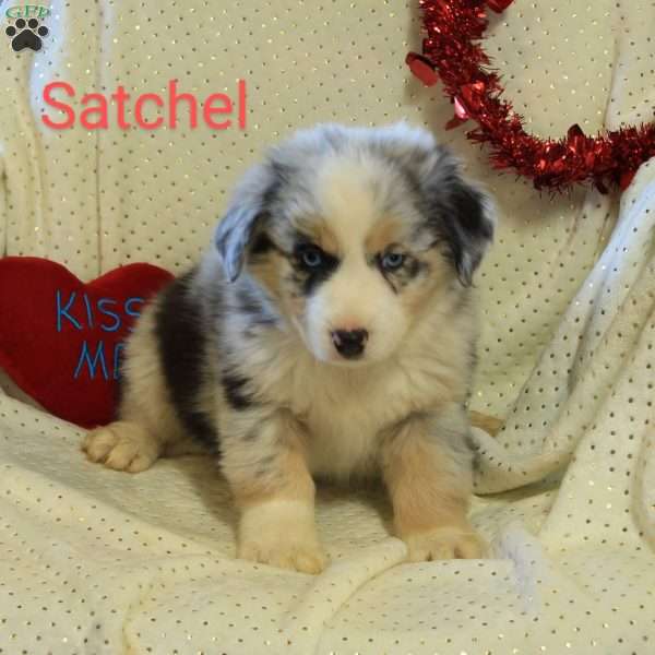 Satchel, Australian Shepherd Puppy