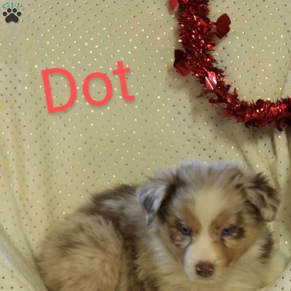 Dot, Australian Shepherd Puppy