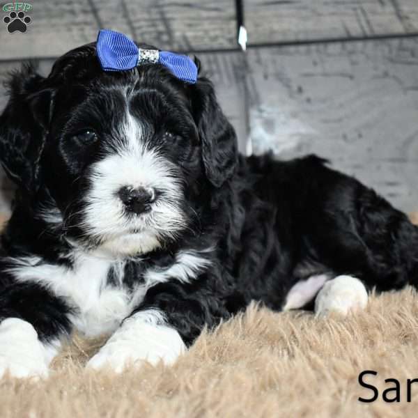 Sammy, Portuguese Water Dog Puppy