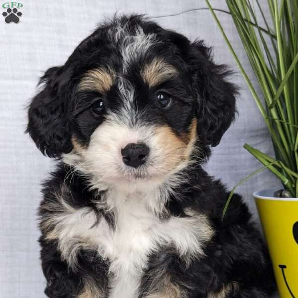Kailey, Mini Bernedoodle Puppy