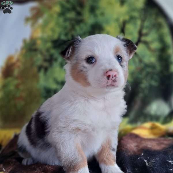 Lilly, Miniature Australian Shepherd Puppy