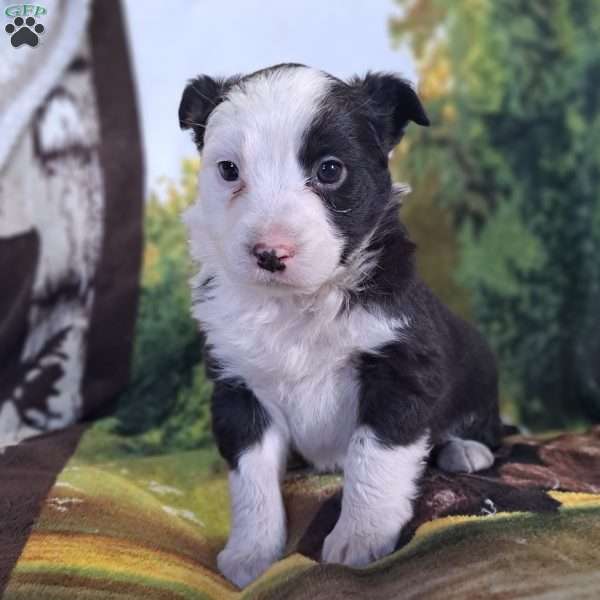 Lucy, Miniature Australian Shepherd Puppy