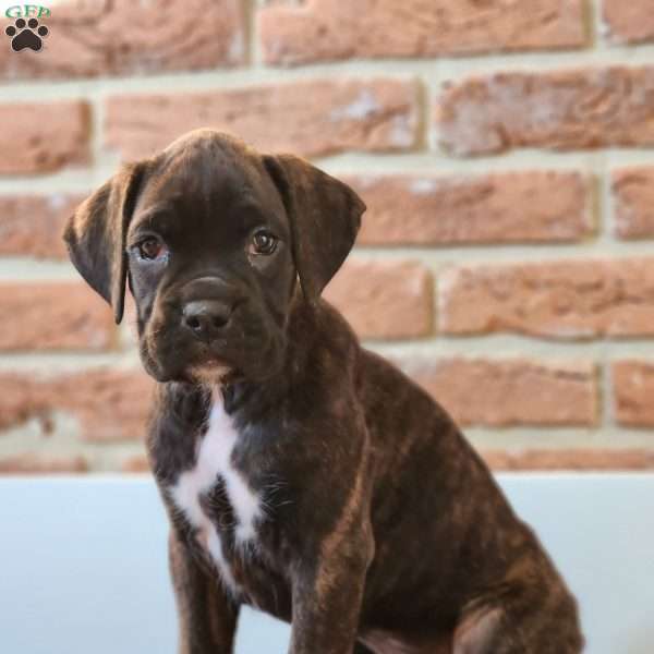 Leo, Boxer Puppy