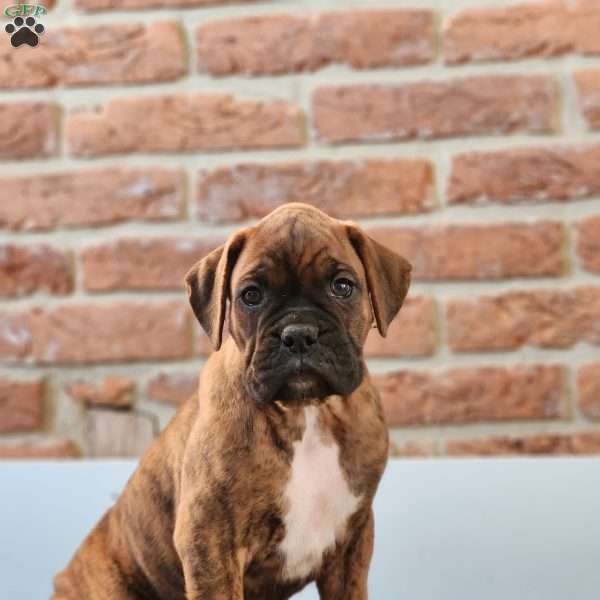 Lincoln, Boxer Puppy