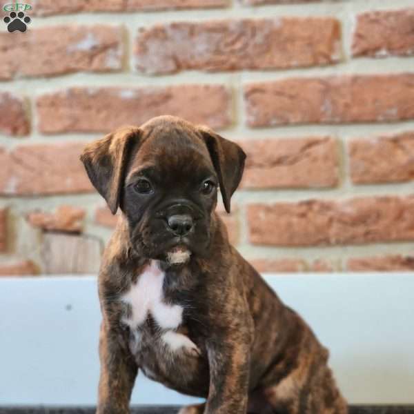Lexi, Boxer Puppy