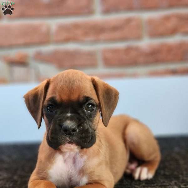 Lily, Boxer Puppy