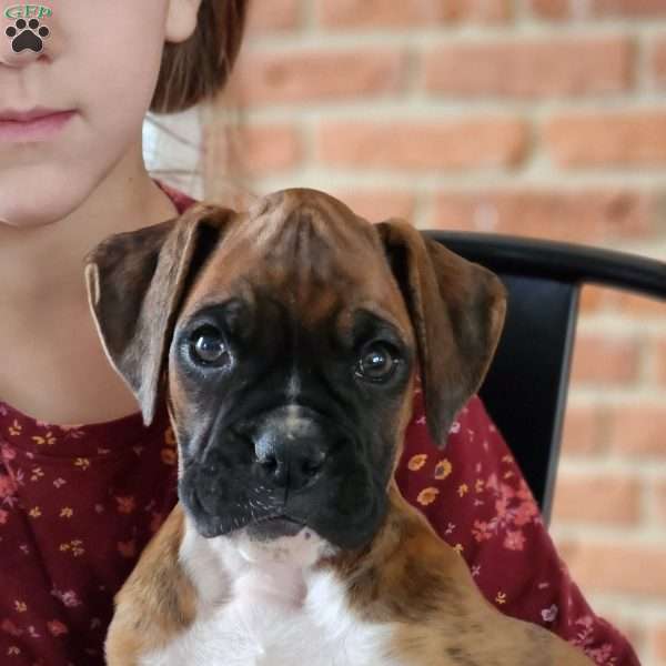 Layla, Boxer Puppy