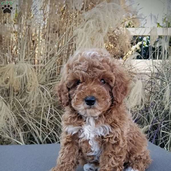 Spencer, Miniature Poodle Puppy