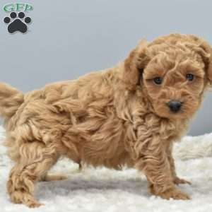 Oliver, Toy Poodle Puppy