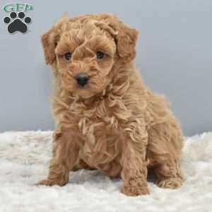 Toy poodle greenfield puppies sale