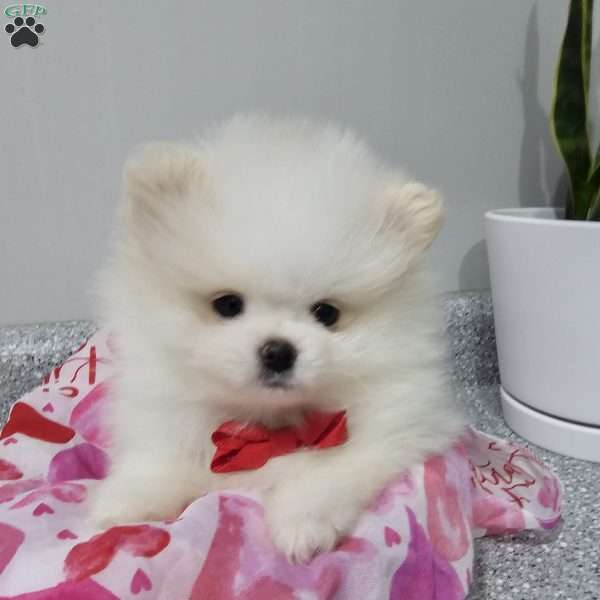 Lil’ Angel, Pomeranian Puppy