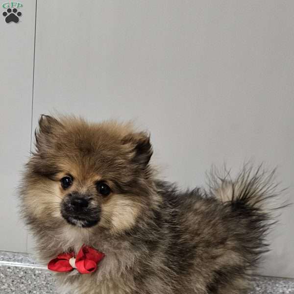 Connor, Pomeranian Puppy