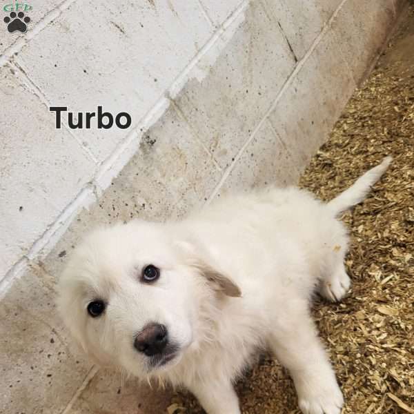 Turbo, Labrador Mix Puppy