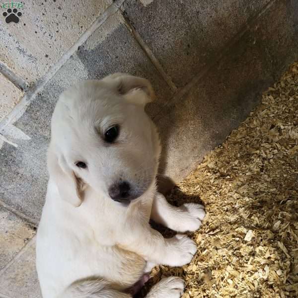 Trek, Labrador Mix Puppy