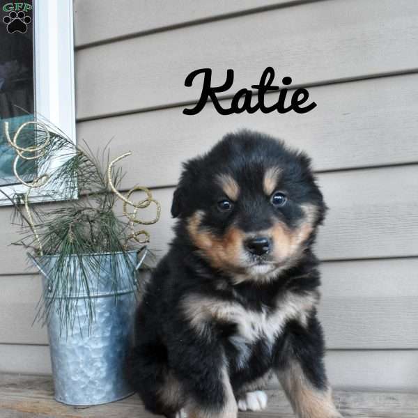 Katie, Bernamute Puppy
