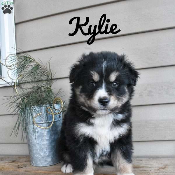 Kylie, Bernamute Puppy