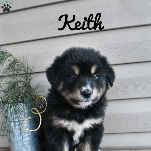 Keith, Bernamute Puppy