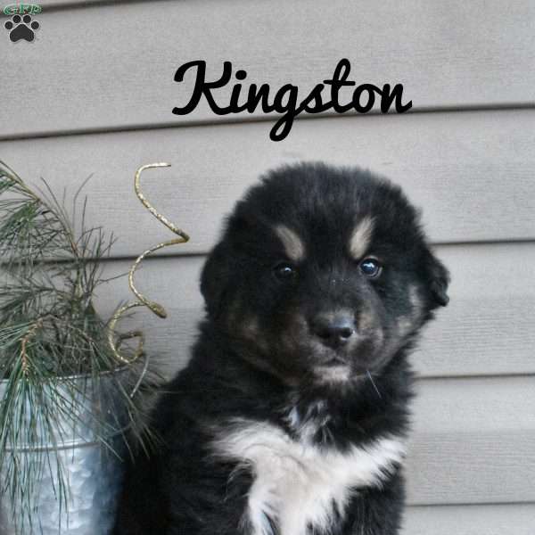 Kingston, Bernamute Puppy