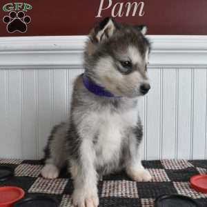 Pam store husky puppies