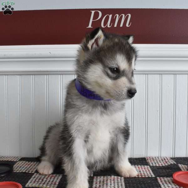 Pam, Alaskan Malamute Puppy