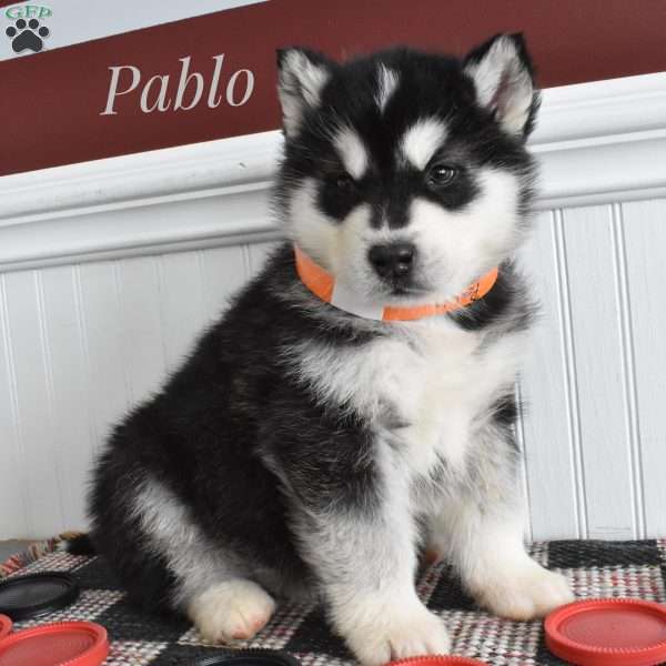 Pablo, Alaskan Malamute Puppy