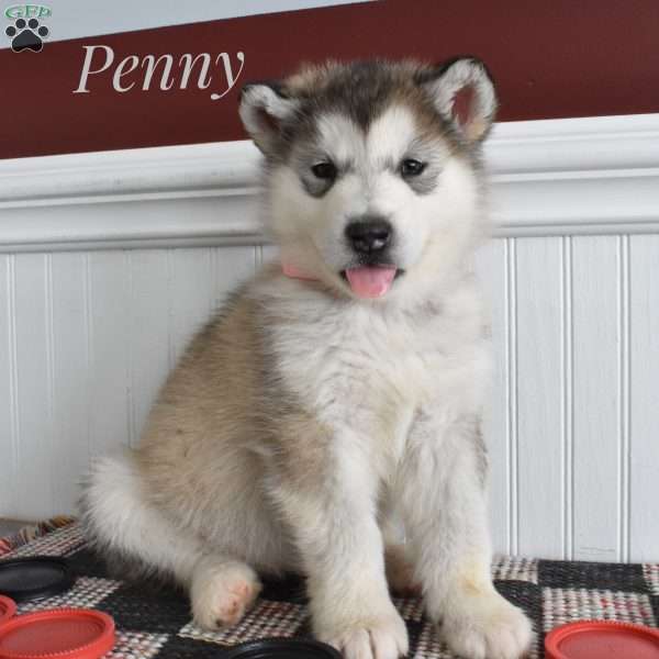 Penny, Alaskan Malamute Puppy
