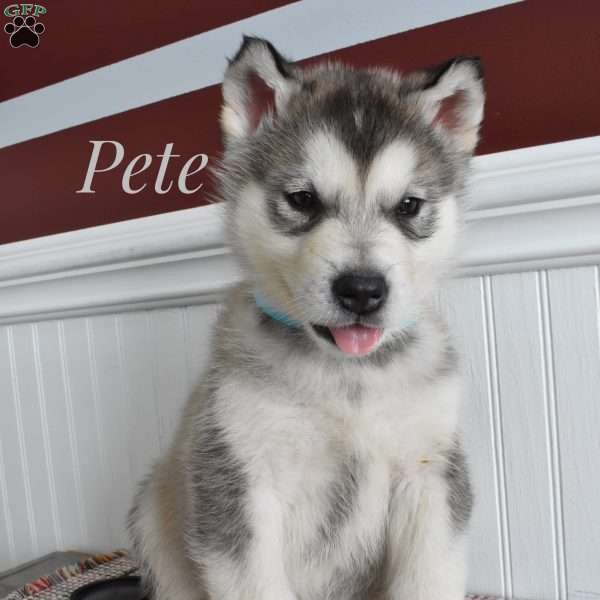 Pete, Alaskan Malamute Puppy