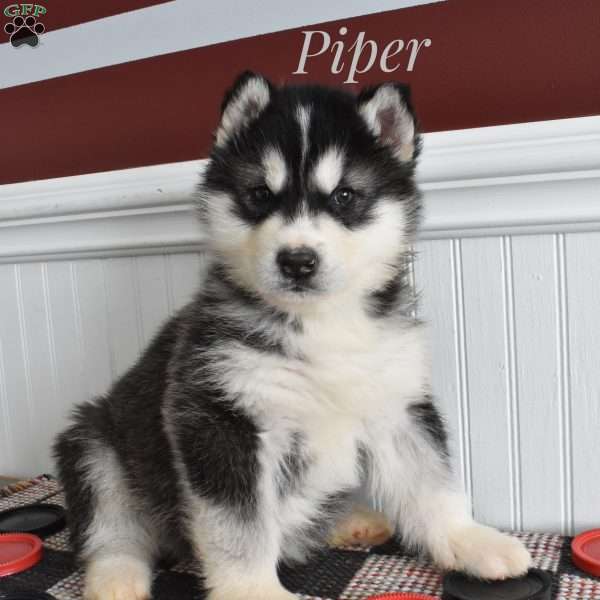 Piper, Alaskan Malamute Puppy