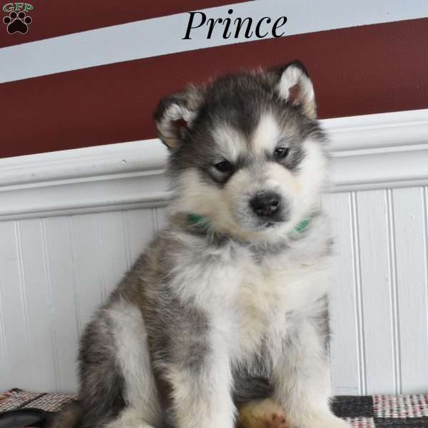 Prince, Alaskan Malamute Puppy