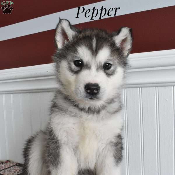 Pepper, Alaskan Malamute Puppy
