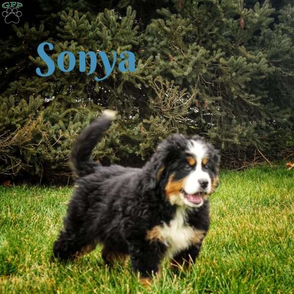 Sonya, Bernese Mountain Dog Puppy
