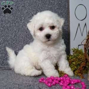 Bichon Frise Puppies For Sale - Greenfield Puppies