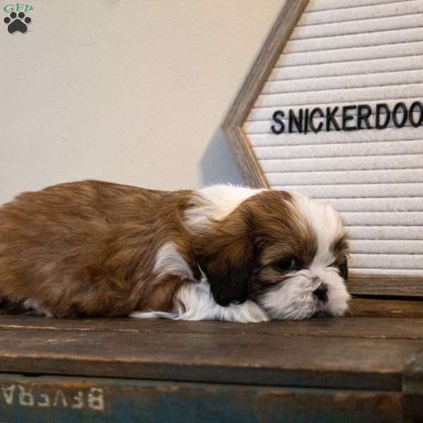 Snickerdoodle, Shih Tzu Puppy