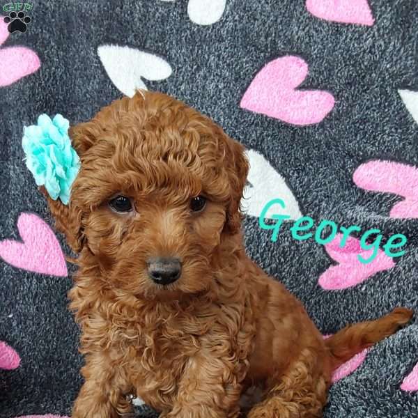 George, Miniature Poodle Puppy