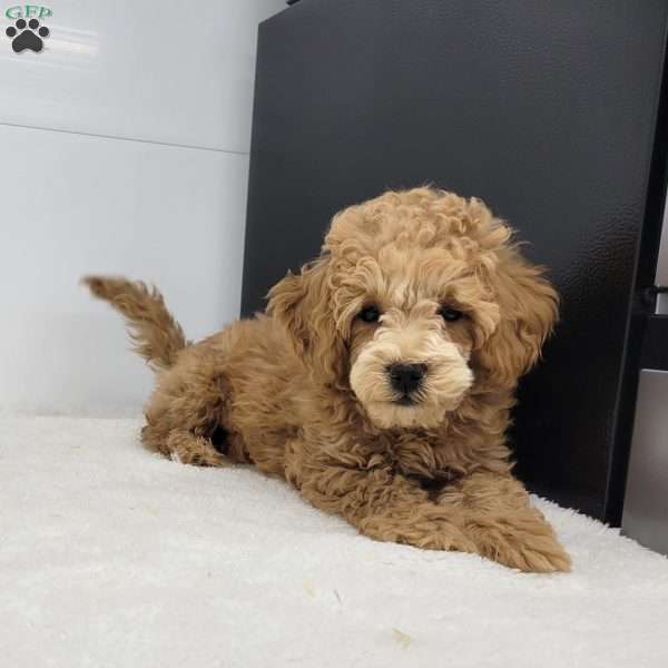 Stephen, Toy Poodle Puppy
