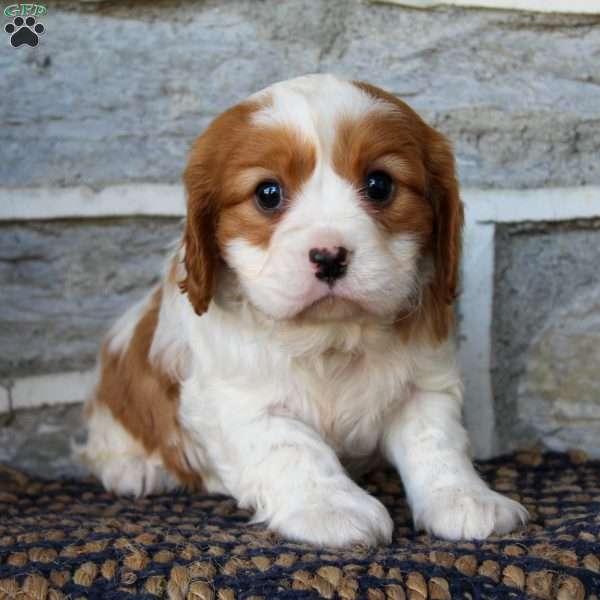 Shane, Cavalier King Charles Spaniel Puppy