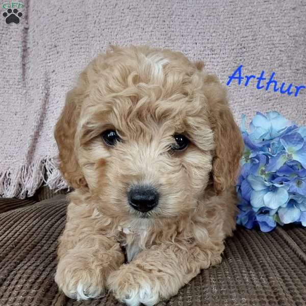 Arthur, Miniature Poodle Puppy