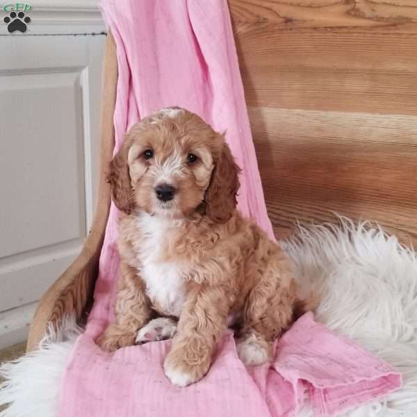 Lilly, Cockapoo Puppy