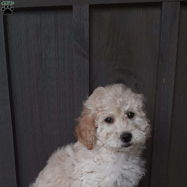 Samson, Shih-Poo Puppy