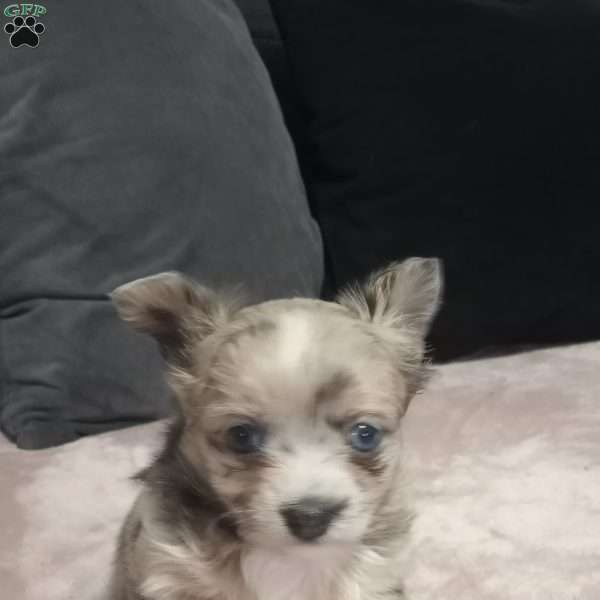 Dusty, Chihuahua Puppy