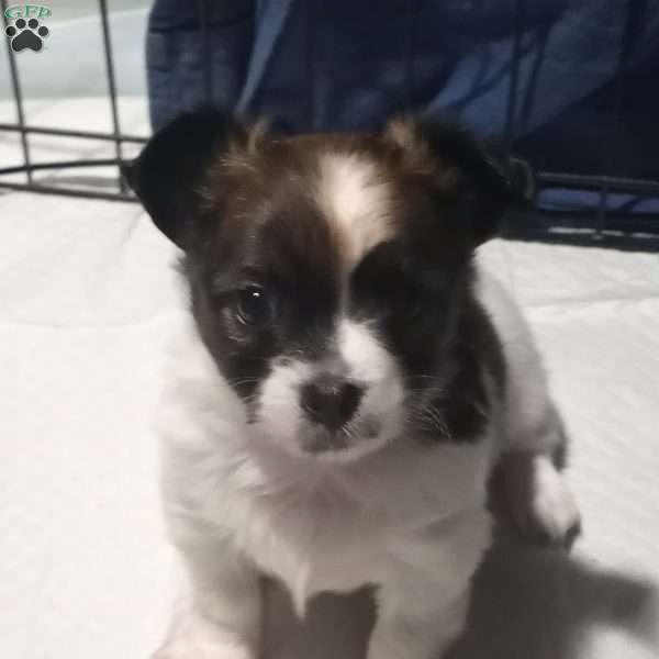 Ollie, Chihuahua Puppy