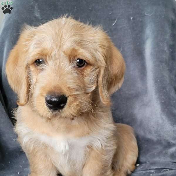 Roscoe, Mini Labradoodle Puppy