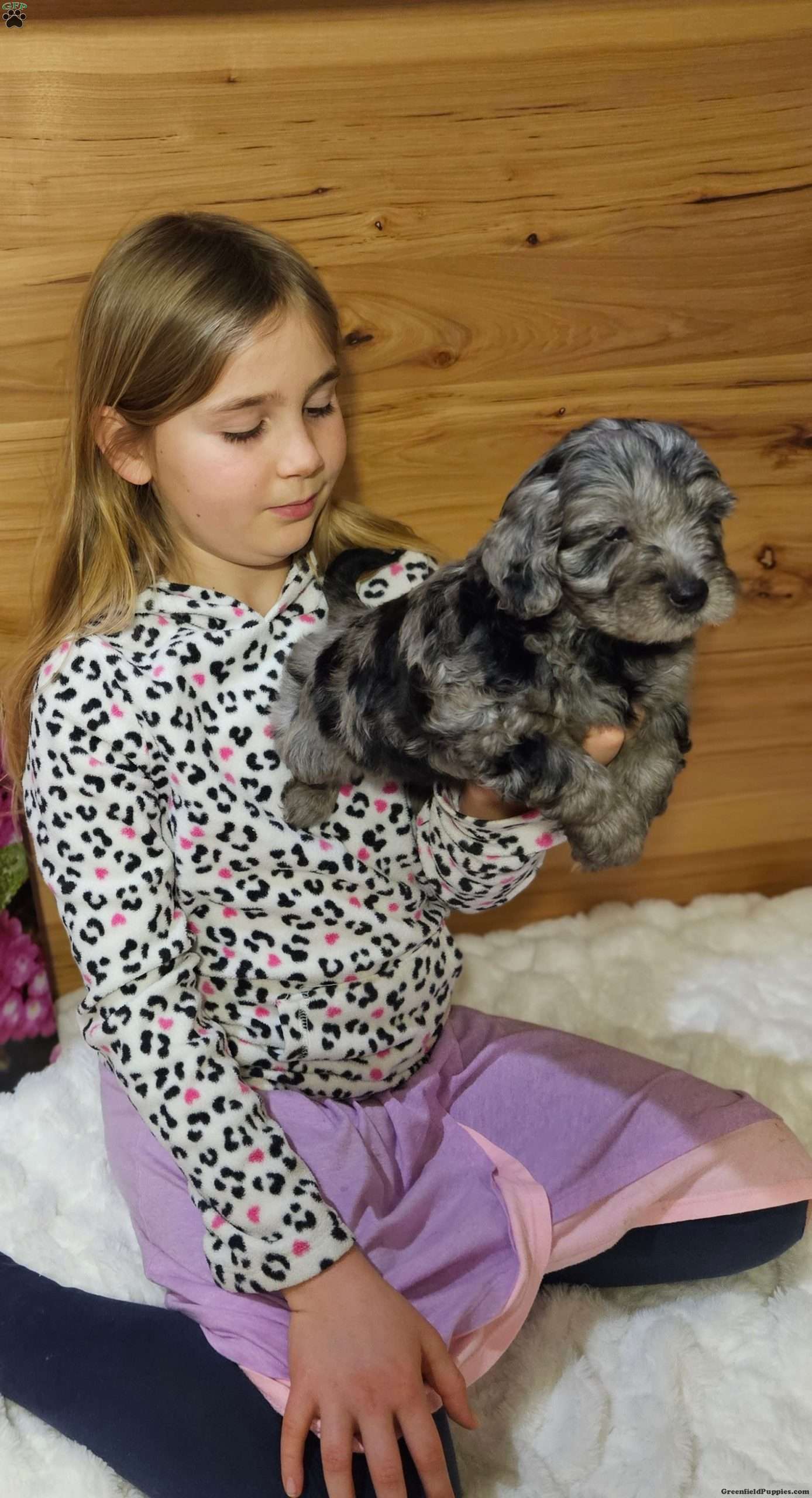 Handsome F1B Mini Aussiedoodle Puppy For Sale in Ohio