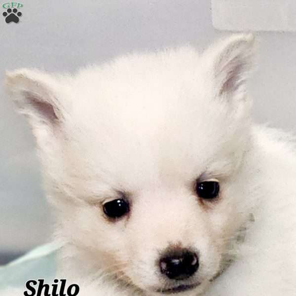 Shilo, American Eskimo Puppy