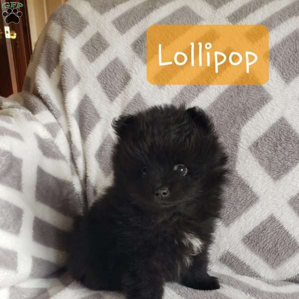 Lollipop, Pomeranian Puppy