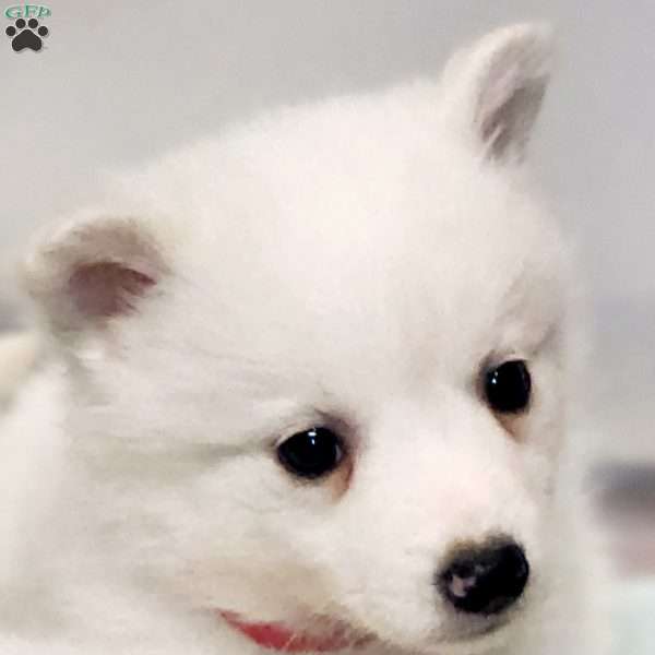 Cindy, American Eskimo Puppy