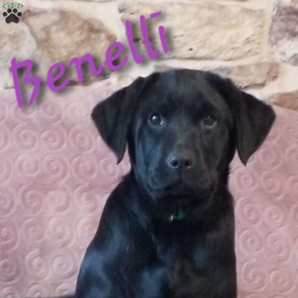 Benelli, Black Labrador Retriever Puppy