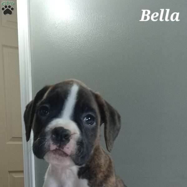 BELLA, Boxer Puppy
